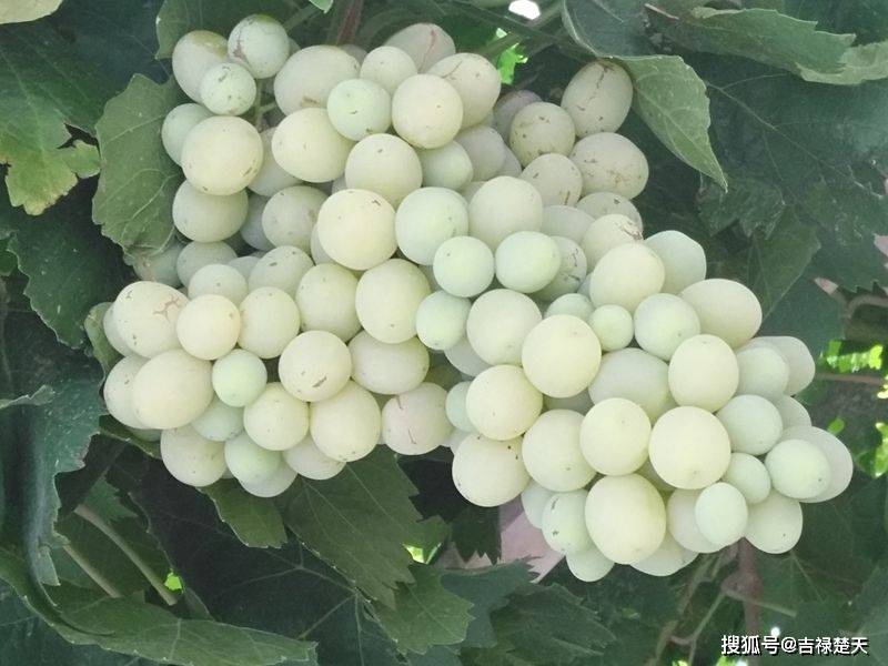 计算微分方程y'=3y/(x-2y^2)的通解