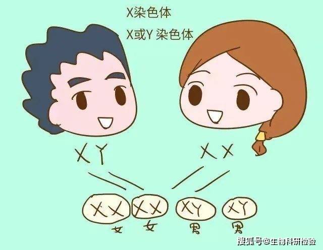什么是Y染色体？Y染色体检测靠谱吗？