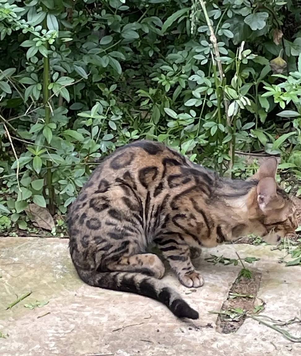 小区里看见一只流浪猫，朋友看见照片后打来电话：行走的人民币呀
