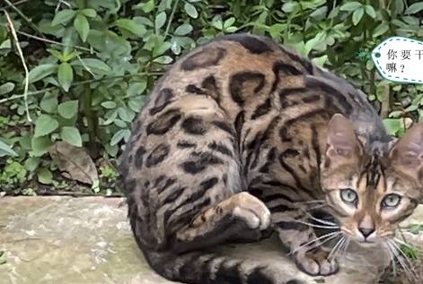 小区里看见一只流浪猫，朋友看见照片后打来电话：行走的人民币呀