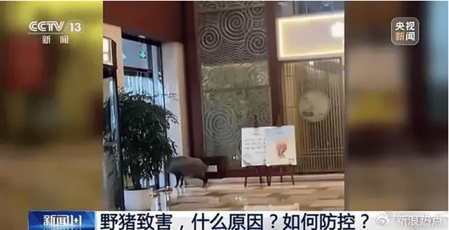 野猪侵入高铁联络线与列车相撞，此类事故如何避免？