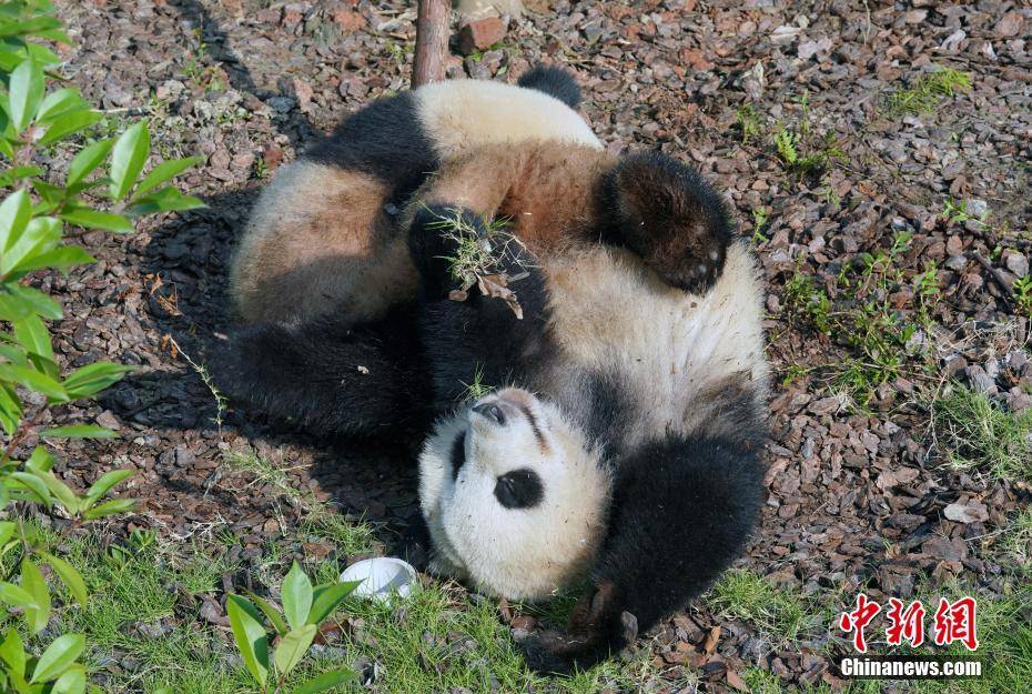 四川成都：大熊猫玩耍显萌态