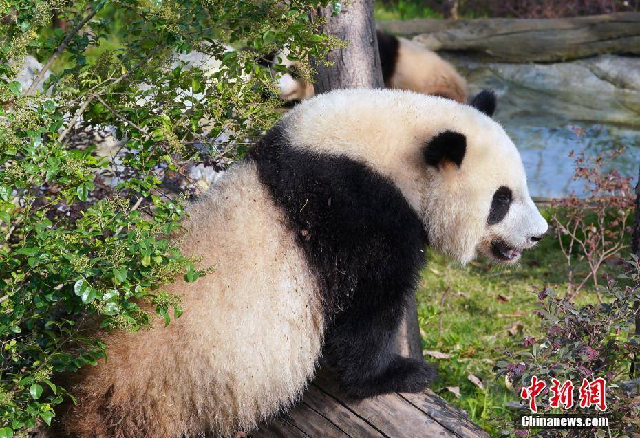 四川成都：大熊猫玩耍显萌态