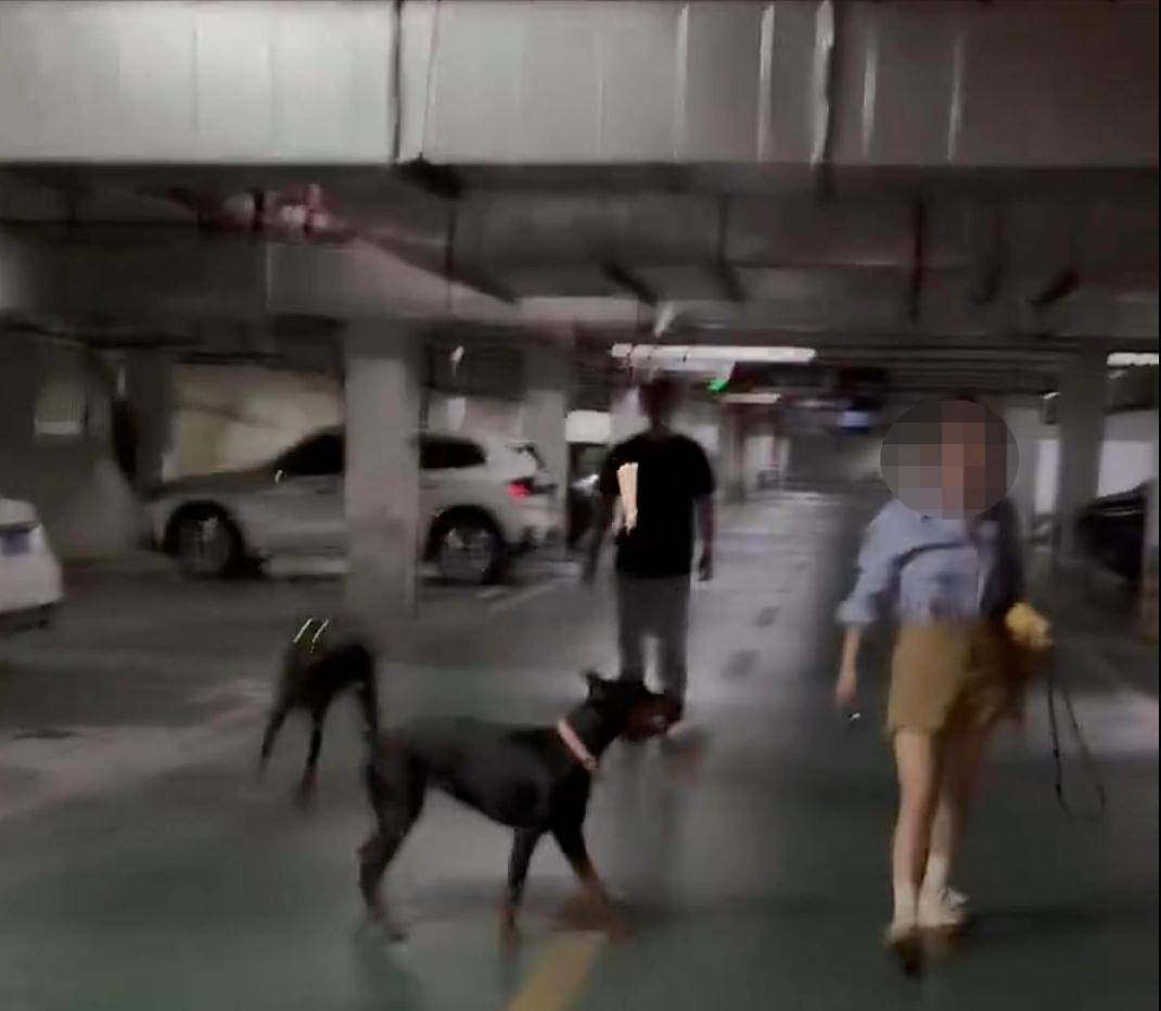 江苏一小区两只杜宾犬没拴绳引激烈争执，物业回应