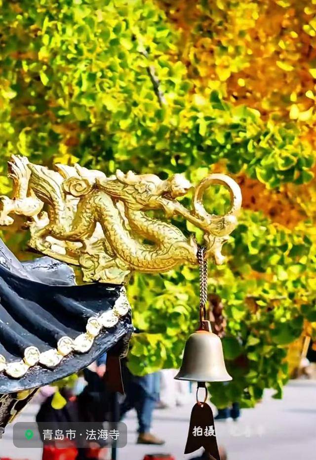 错过等一年！青岛1600岁“银杏王”满树金黄，打卡的人“鼓”了