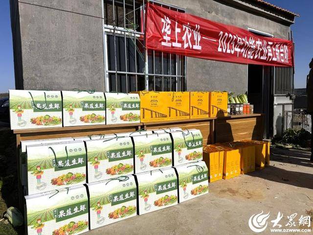 山东青岛：全国首批“板蓝根白菜”喜获丰收，正式上市！首批10万棵已被上海采购商“包圆”