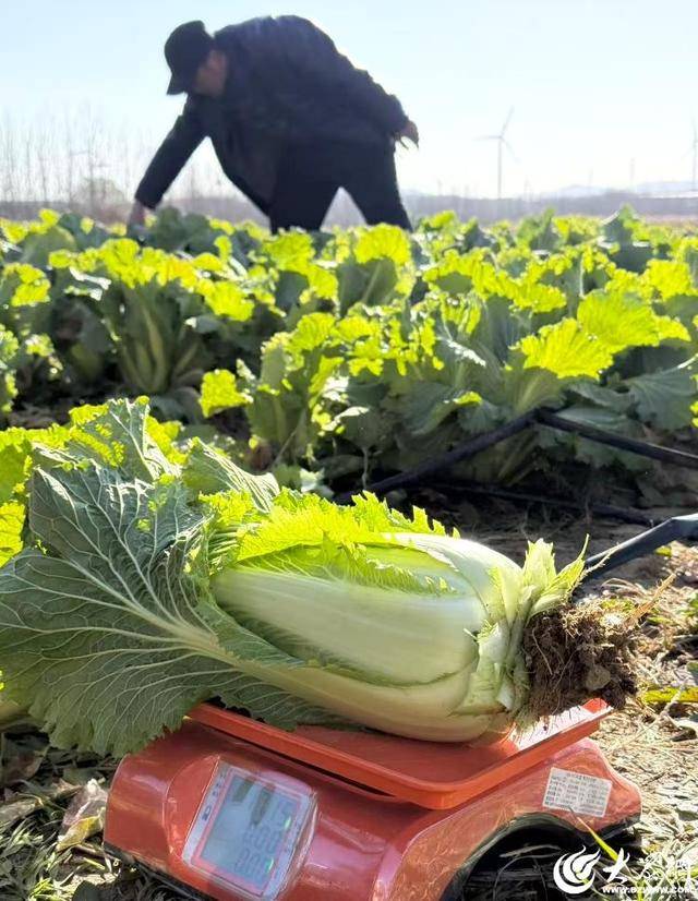 山东青岛：全国首批“板蓝根白菜”喜获丰收，正式上市！首批10万棵已被上海采购商“包圆”