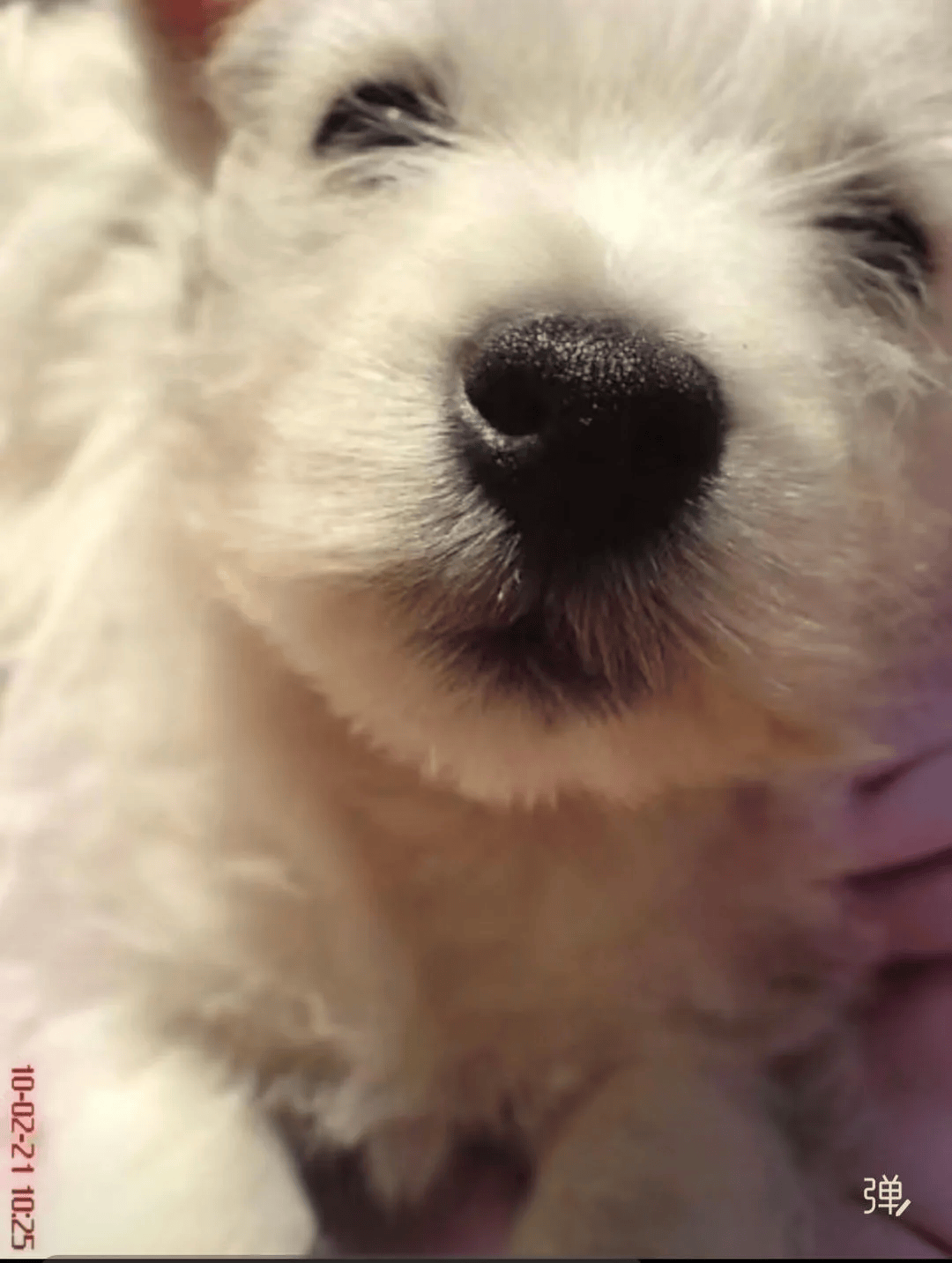 在小区投毒致9条狗死亡，男子获刑4年！