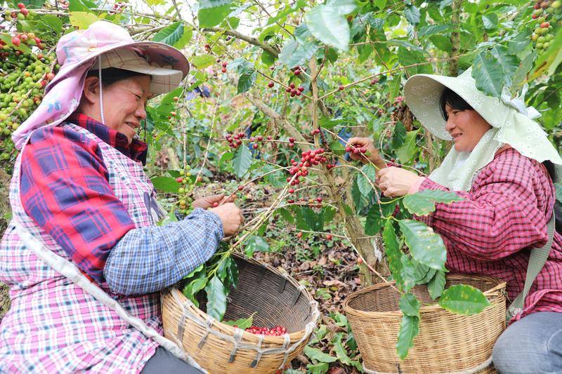 中老铁路首列云南咖啡豆专列发车